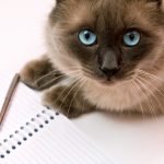 Cat in front of notebook