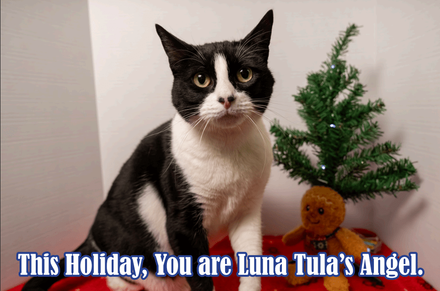 Holiday Sponsor Card – Luna Tula