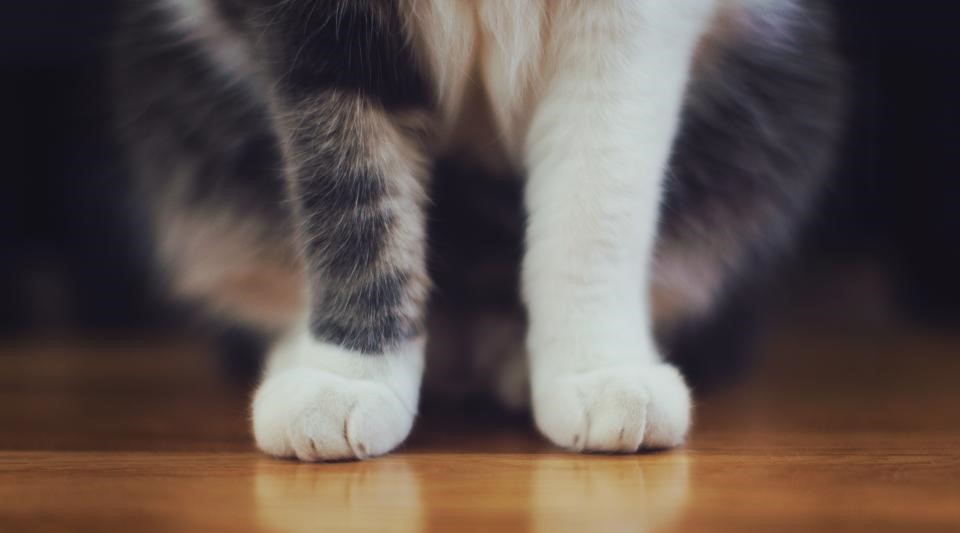 Paws Header
